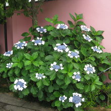 修性院境内の花