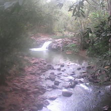 ジャングルの川のせせらぎ。