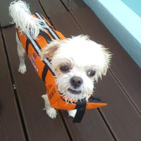 ドッグプールにて