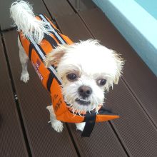 ドッグプールにて