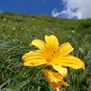 路線バスの日帰りでもお花畑があるところまでは行ける