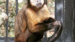 大宮公園小動物園