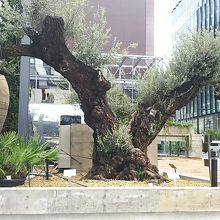 説明書きのプレートがそれぞれの植物の前にあります！