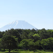 東側から見た富士山　手前の樹木が邪魔です