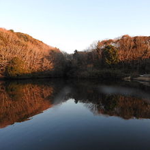 水郷県民の森の大膳池の風景