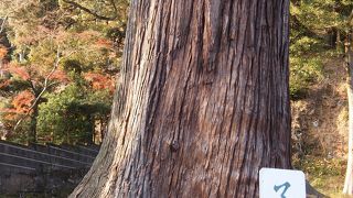 修善寺に来たらこちらの神社にも。
