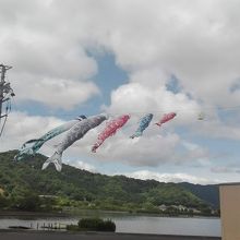 5月だったので鯉のぼりが気持ち良さそうに泳いでました。