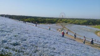 一面に広がるネモフィラが素晴らしいです