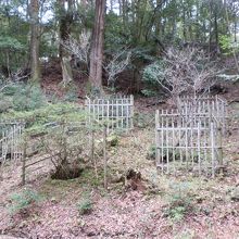 原始林を鹿から守る柵でしょうか。