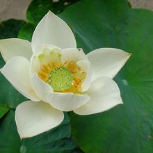 6月上旬には、あちこちに置かれた鉢に咲く蓮がきれいでした。