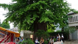 浅草寺の広い境内で日影を提供する癒しの空間にもなっています