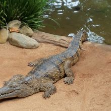 クロコダイル