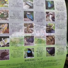 日本語パンフレット