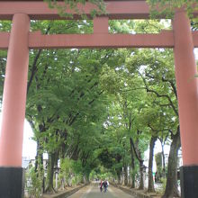 氷川参道の鳥居です。全長約２ｋｍの参道と両側の並木が続きます