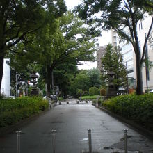 氷川参道には、ケヤキ等、各種の樹々が並木を形成しています。