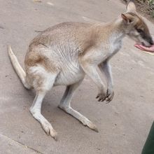 カンガルーの餌付け