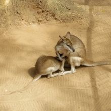 カンガルーの母子
