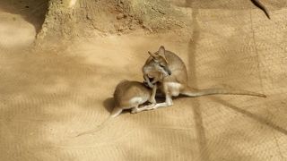 コアラやカンガルーに触れる