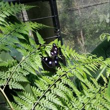 目の玉のような蝶