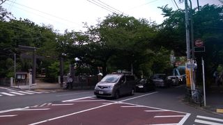 中野駅北口から北へ続くソメイヨシノの桜の花