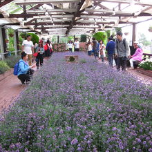温室　満開のラベンダー