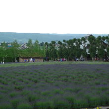 ラベンダー畑～