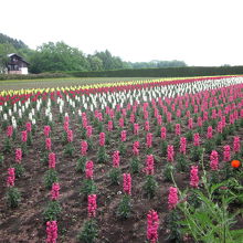 コントラストが綺麗です！