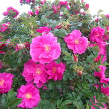 赤い花はハマナス