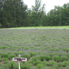 裏山のラベンダー畑