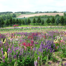 丘いっぱいのリピナスの花