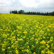 丘いっぱいの菜の花畑～