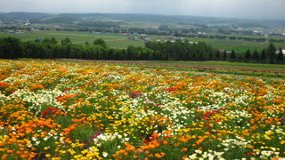 丘一面に広がる充実の花畑　～　フラワーランドかみふらの