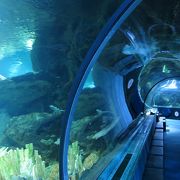 トンネル型の水族館