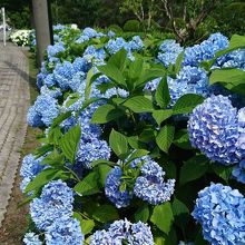 沿道に咲くあじさい