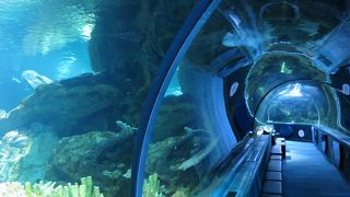 トンネル型の水族館