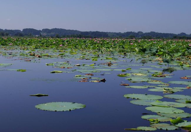 伊豆沼 内沼はすまつり 宮城県栗原市 クチコミ アクセス 営業時間 栗駒 栗原 フォートラベル