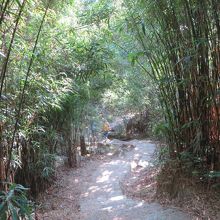 延々と続く、林のなかの道
