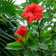 花がたくさん植えられている