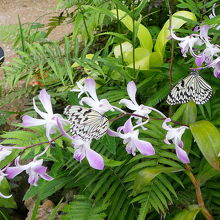 オオゴマダラが飼育