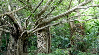 圧政炭坑が亜熱帯の森に眠っている　これも必見！