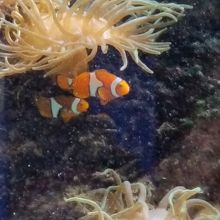 カクレクマノミ