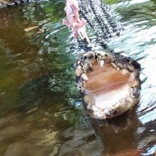 ギネスに載った世界最大のワニ