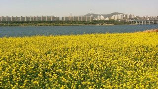 菜の花畑が美しい、漢江のソレ島!