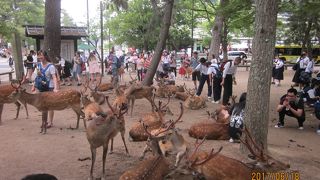 とても多くの鹿