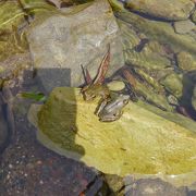 養老渓谷の粟又の滝付近の中瀬遊歩道にカジカガエルがいた。