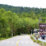 街道沿いに白樺群生林