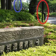 日本赤十字社発祥の地の標識と逓信病院の入口との位置関係です。