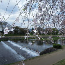 川沿いの桜並木は美しい