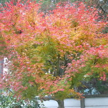釜の淵公園の紅葉