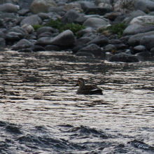 多摩川のカルガモ